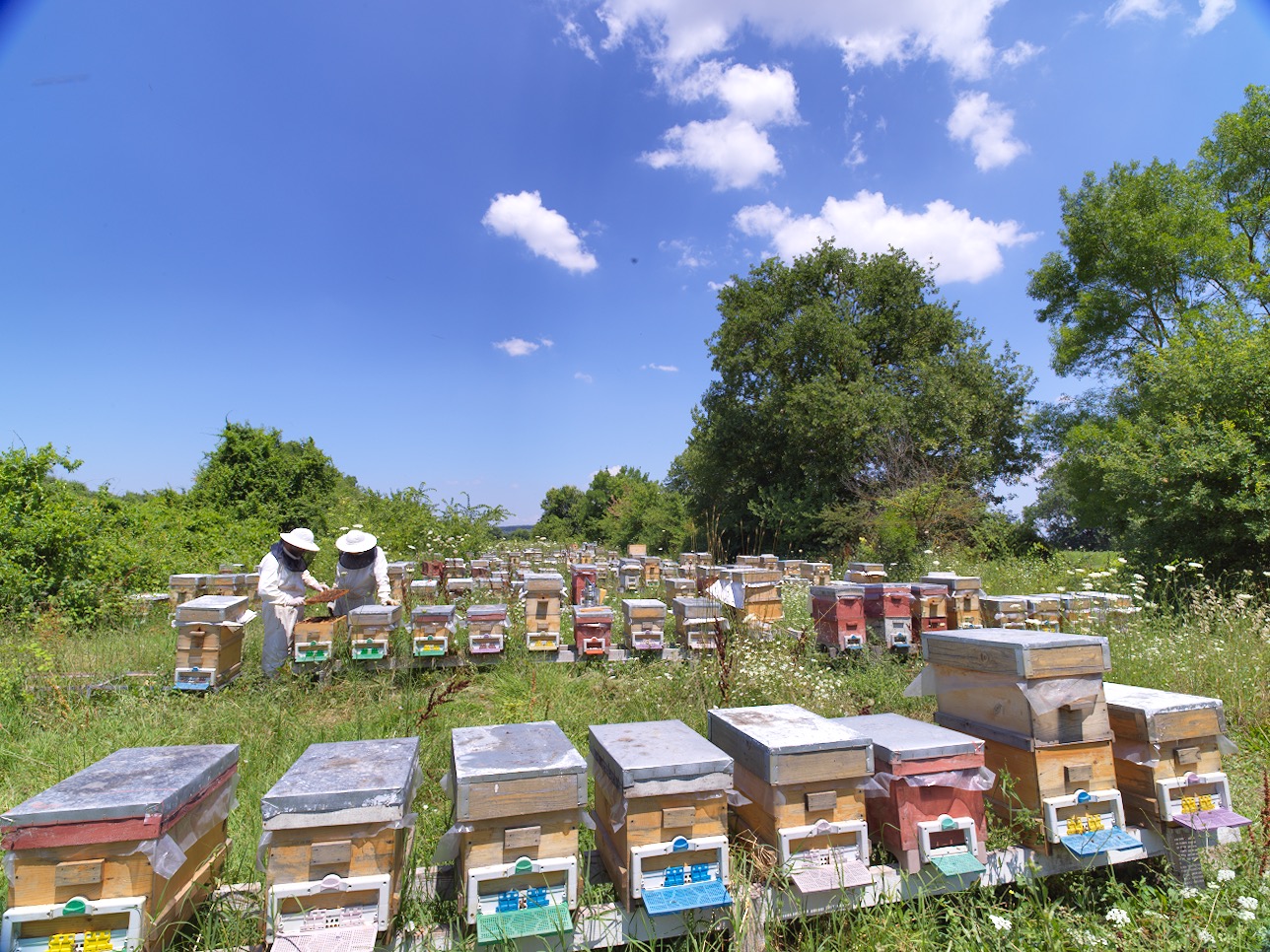 Young Beekeepers Academy